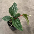 Rad x Lux Anthurium